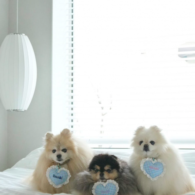 도도독펜션 대표후기 이미지 2